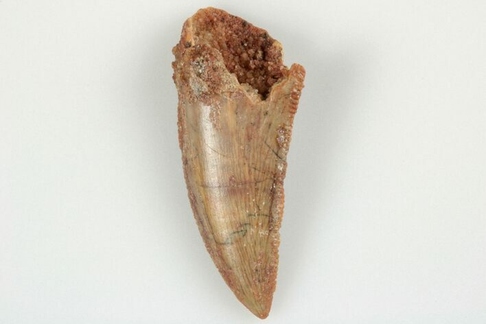 Serrated, Raptor Tooth - Real Dinosaur Tooth #193092